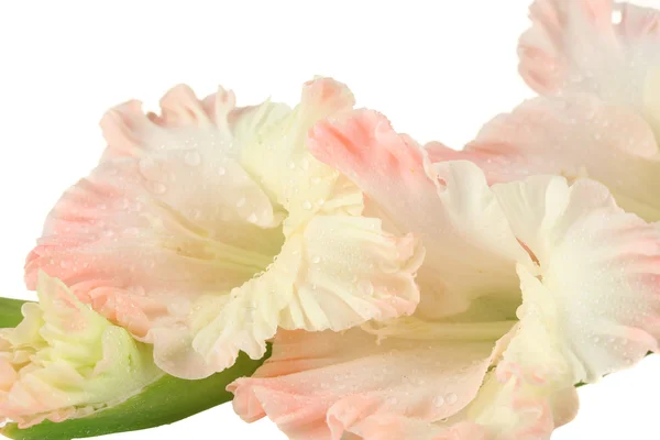 Branch of pale pink gladiolus on white background close-up — Stock Photo, Image