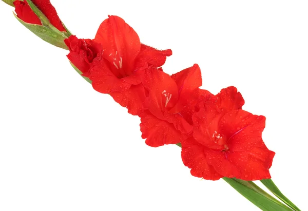 Ramo de gladiolus vermelho no fundo branco close-up — Fotografia de Stock