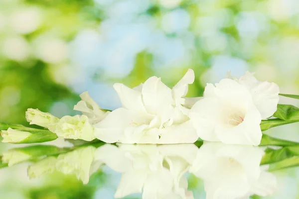 Ramo de gladiolus branco no fundo verde close-up — Fotografia de Stock