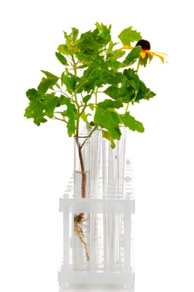 Tubos de ensayo con una solución transparente y la planta aislada en la espalda blanca —  Fotos de Stock