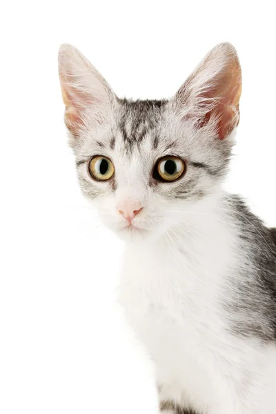 Kleine graue Kätzchen isoliert auf weiß — Stockfoto