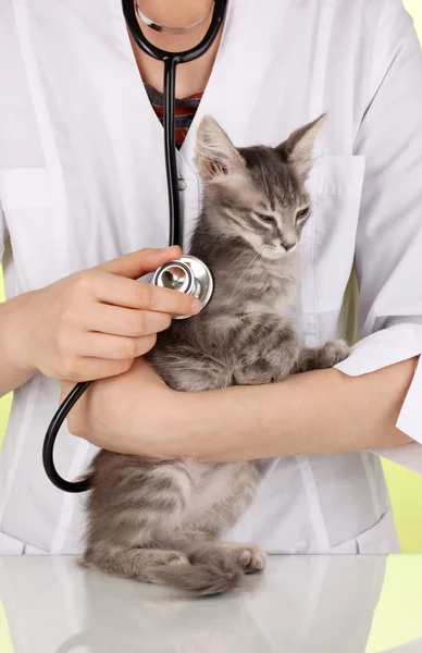 Veterinario examinando un gatito sobre fondo verde —  Fotos de Stock