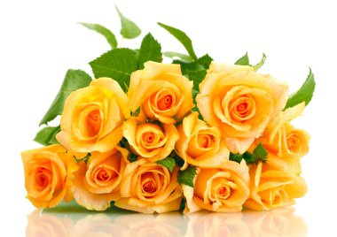 Beyaz üzerine izole edilmiş güzel güller.