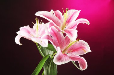 pembe bir arka plan üzerinde güzel zambak