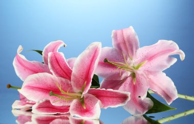 güzel pembe lily, mavi zemin üzerine