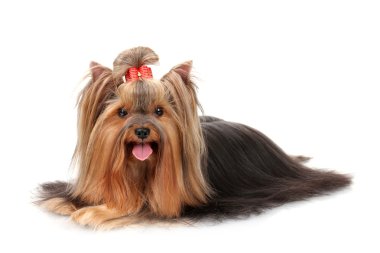 güzel yorkshire terrier üzerinde beyaz izole