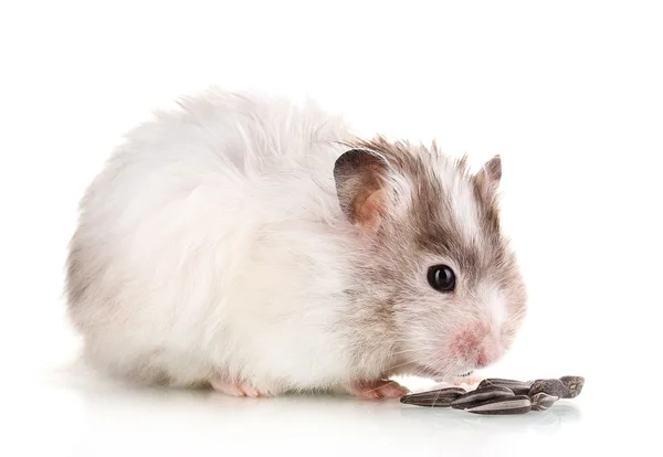 Söt hamster äter solrosfrön isolerade vit — Stockfoto