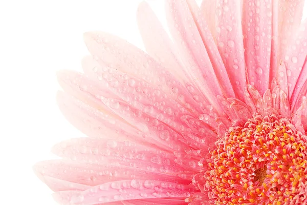滴在白色孤立美丽粉色非洲菊 — 图库照片
