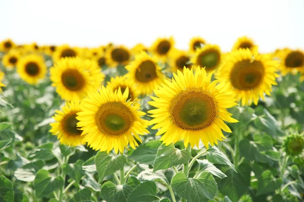 Zonnebloem veld — Stockfoto