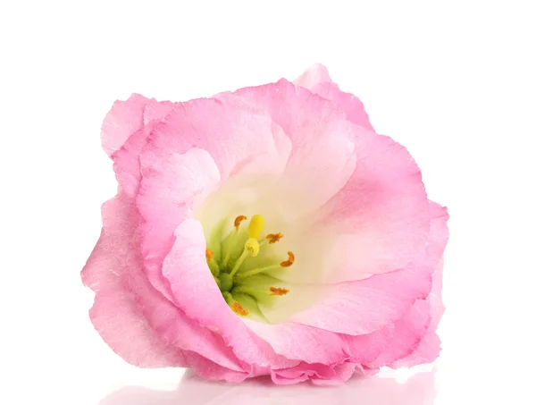 Flor de eustoma rosa aislada en blanco — Foto de Stock