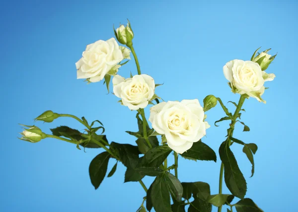 Belle rose bianche su sfondo blu primo piano — Foto Stock