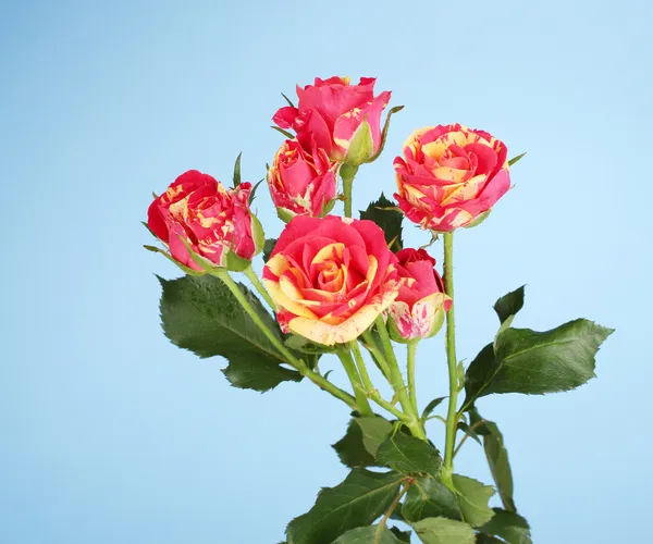 A közeli kék háttér gyönyörű piros-sárga rózsák — Stock Fotó