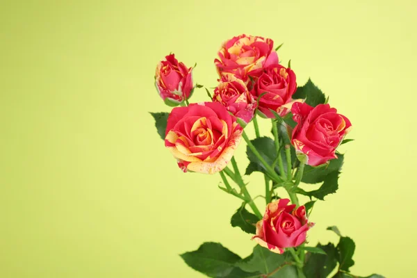 Beautiful red-yellow roses on green background close-up — Stock Photo, Image