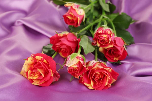 Wunderschöne rot-gelbe Rosen auf lila Satin Nahaufnahme — Stockfoto