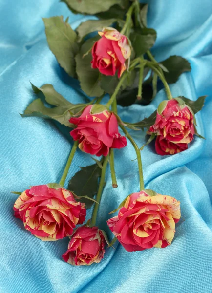 Hermosas rosas rojo-amarillas en primer plano satinado azul — Foto de Stock