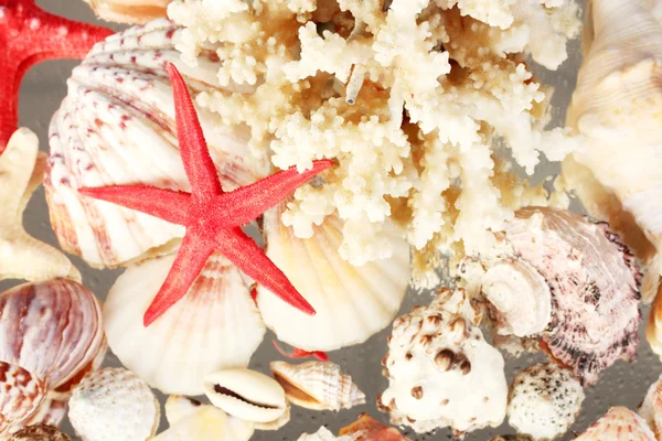 Corallo marino con conchiglie primo piano — Foto Stock