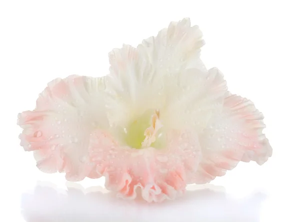 Beau bourgeon de gladiole rose pâle isolé sur gros plan blanc — Photo