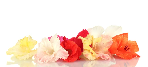 Botões bonitos de gladíolo colorido isolado em close-up branco — Fotografia de Stock
