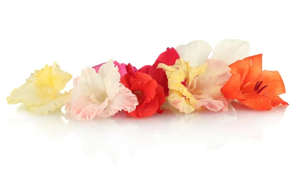 Mooie toppen van kleurrijke gladiolen geïsoleerd op witte close-up — Stockfoto
