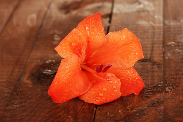 Beautiful bud of orange gladiolus on wooden background close-up — Stock Photo, Image