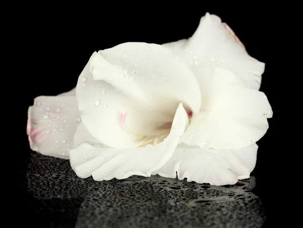 Beautiful bud of white gladiolus isolated on black close-up — Stock Photo, Image