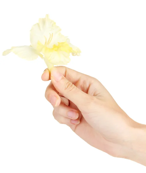 Woman's hand holding a bud of gladiolus on white background close-up — Stock Photo, Image