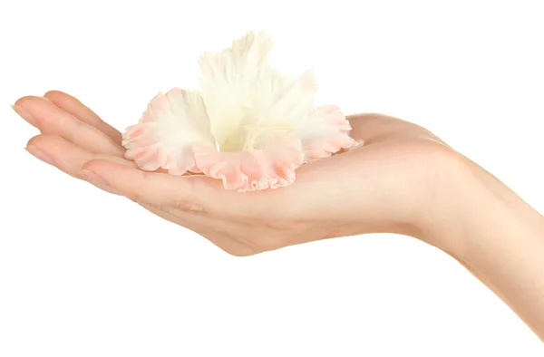 Woman's hand holding a bud of gladiolus on white background close-up — Stock Photo, Image