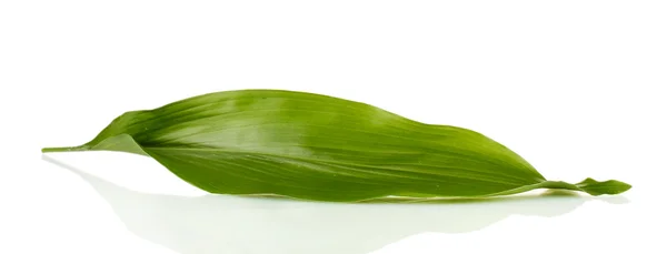 Hoja verde aislada sobre fondo blanco de cerca —  Fotos de Stock