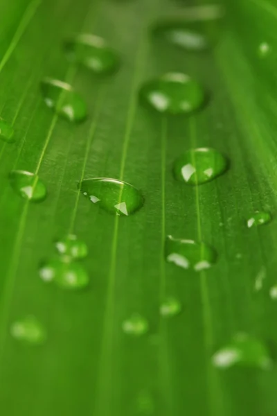 Красивый зеленый лист с капельками воды крупным планом — стоковое фото