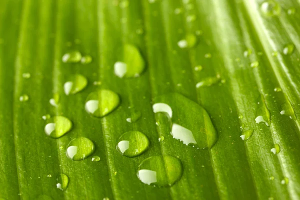 Su close-up ile güzel yeşil yaprak düşer — Stok fotoğraf