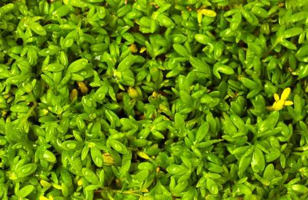 Closeup de salada de agrião fresco — Fotografia de Stock