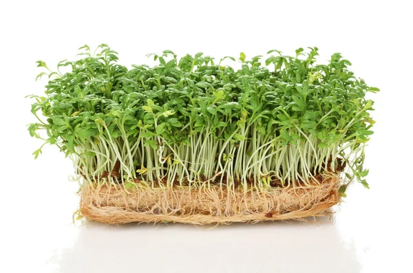 Fresh cress salad isolated on white — Stock Photo, Image