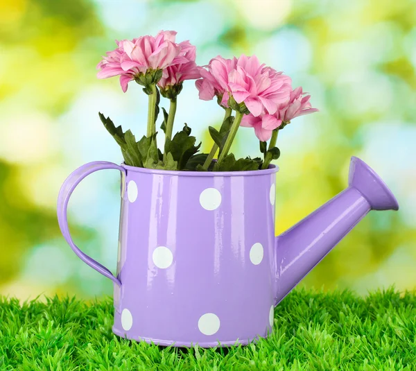 Colorful chrysanthemums in violet watering can with white polka dot on gree — Stock Photo, Image