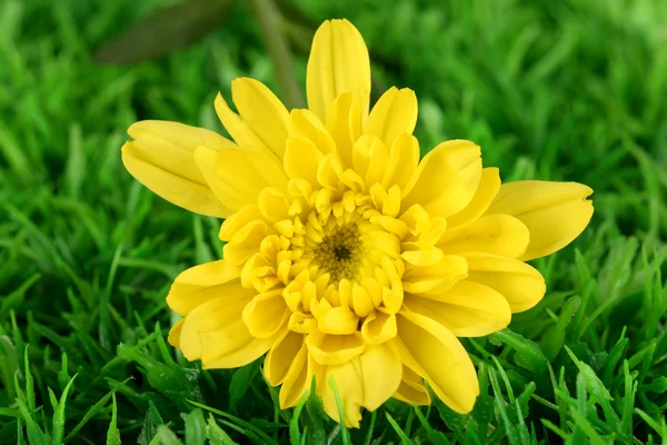 Bud of yellow chrysanthemums on the green grass close-up — Stock Photo, Image