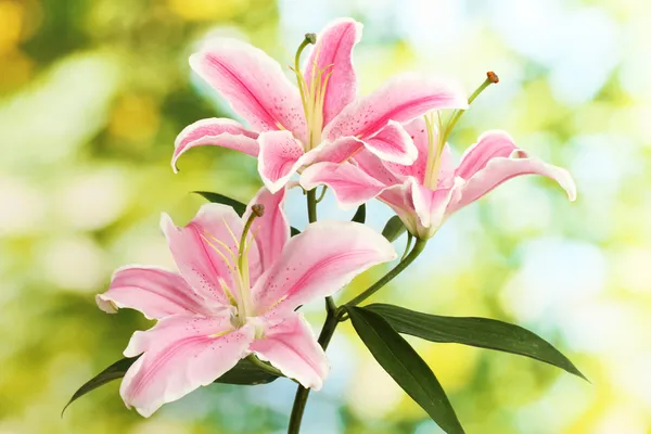 Schöne rosa Lilie, auf grünem Hintergrund — Stockfoto