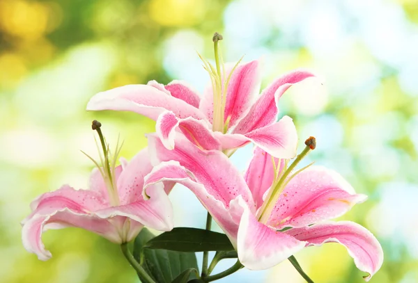 Beautiful pink lily, on green background — Stock Photo, Image