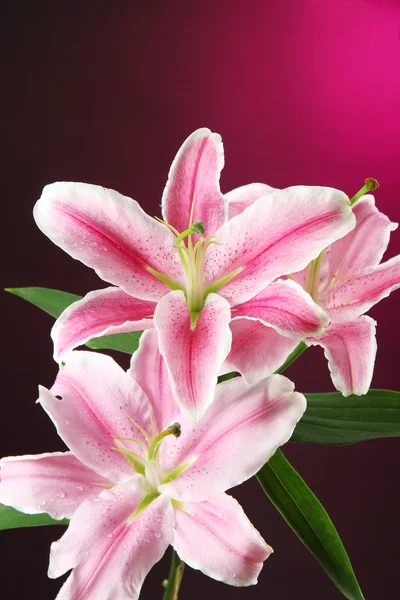 Schöne Lilie, auf rosa Hintergrund — Stockfoto