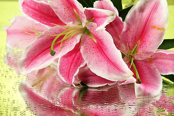 Beautiful pink lily, on green background — Stock Photo, Image