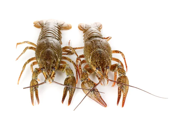 Alive crayfishes izole beyaz yakın çekim — Stok fotoğraf