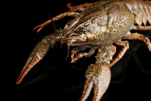 Alive crayfish on black background close-up — Stock Photo, Image