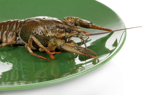 Green crayfish on the plate on white background close-up — Stock Photo, Image