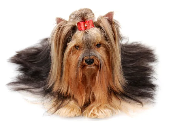 Schöner yorkshire terrier isoliert auf weiß — Stockfoto