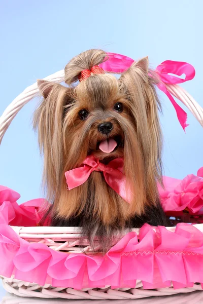 Vackra yorkshire terrier i korg på färgstarka bakgrund — Stockfoto