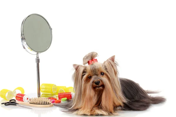 Schöner yorkshire terrier mit pflegeartikeln isoliert auf weiß — Stockfoto