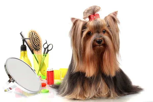 Schöner yorkshire terrier mit pflegeartikeln isoliert auf weiß — Stockfoto