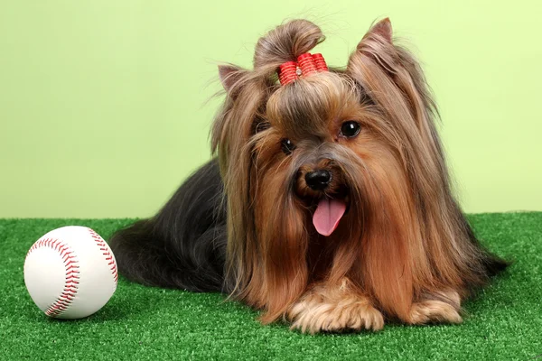 Hermoso yorkshire terrier sobre hierba sobre fondo colorido — Foto de Stock