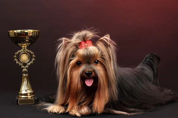 Beautiful yorkshire terrier surrounded by antiques on colorful background — Stock Photo, Image