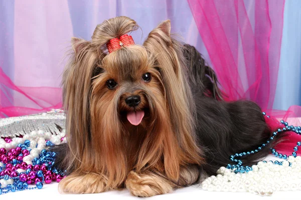 Bella yorkshire terrier su tessuto di sfondo — Foto Stock