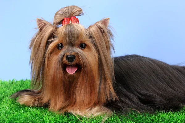 Beautiful yorkshire terrier on grass on colorful background Stock Photo