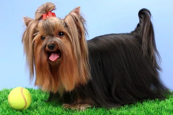 Beautiful yorkshire terrier on grass on colorful background Royalty Free Stock Images